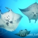 ray_manta_man_nmal_h_0005_mal2479.jpg